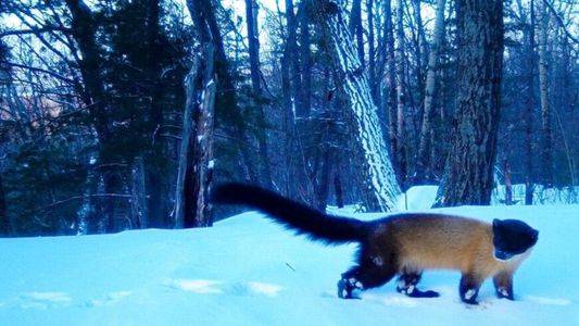 Уссурийская куница попала в объектив фотоловушки в приамурском заповеднике